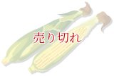 通常購入品04 バリエーション在庫1 全てSoldOut 再入荷ボタンあり (セレクト+ラジオ) (通常) (サイクル: FULL) (E2Eテスト用)