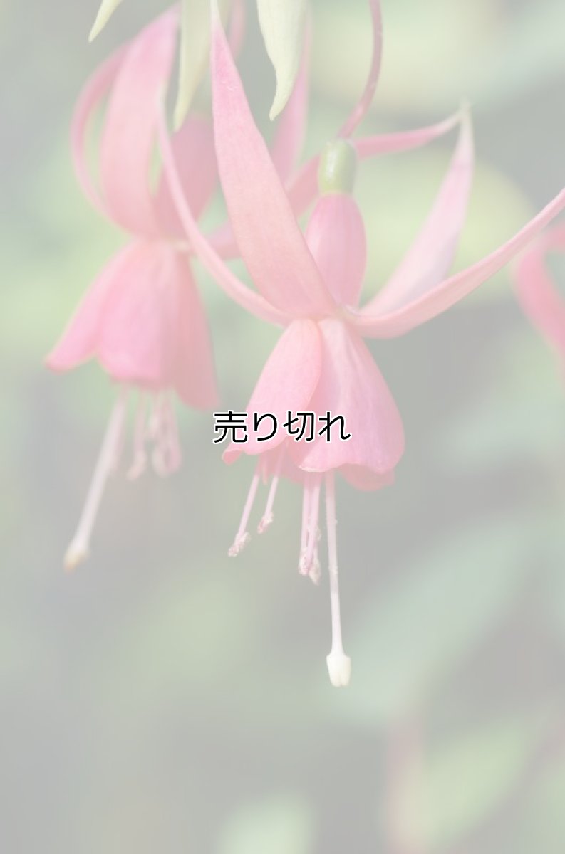 画像6: バリデーション有りで在庫0でも受付: 全バリデーション在庫0 (6)