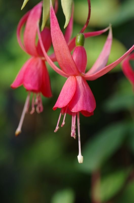 画像6: バリエーション選択肢が1つだけ - 見事な根本原理/Inspired Ultimatum《日本語》【IKO】 (6)