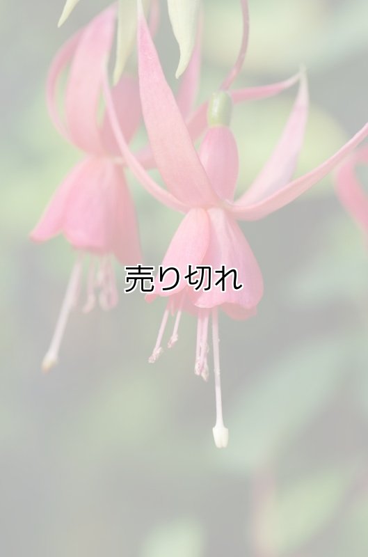 画像6: バリデーション有りで在庫0でも受付: 全バリデーション在庫0 (6)