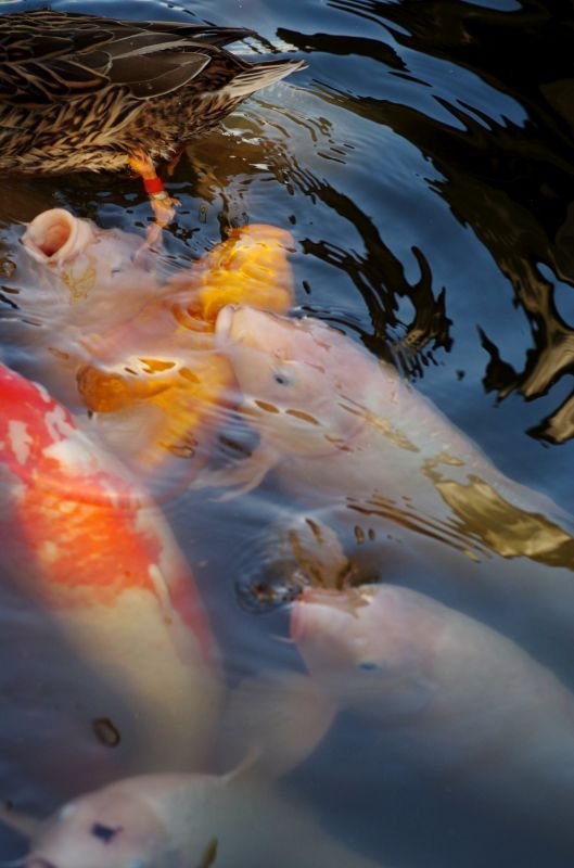 画像9: バリエーション選択肢が1つだけ - 見事な根本原理/Inspired Ultimatum《日本語》【IKO】 (9)