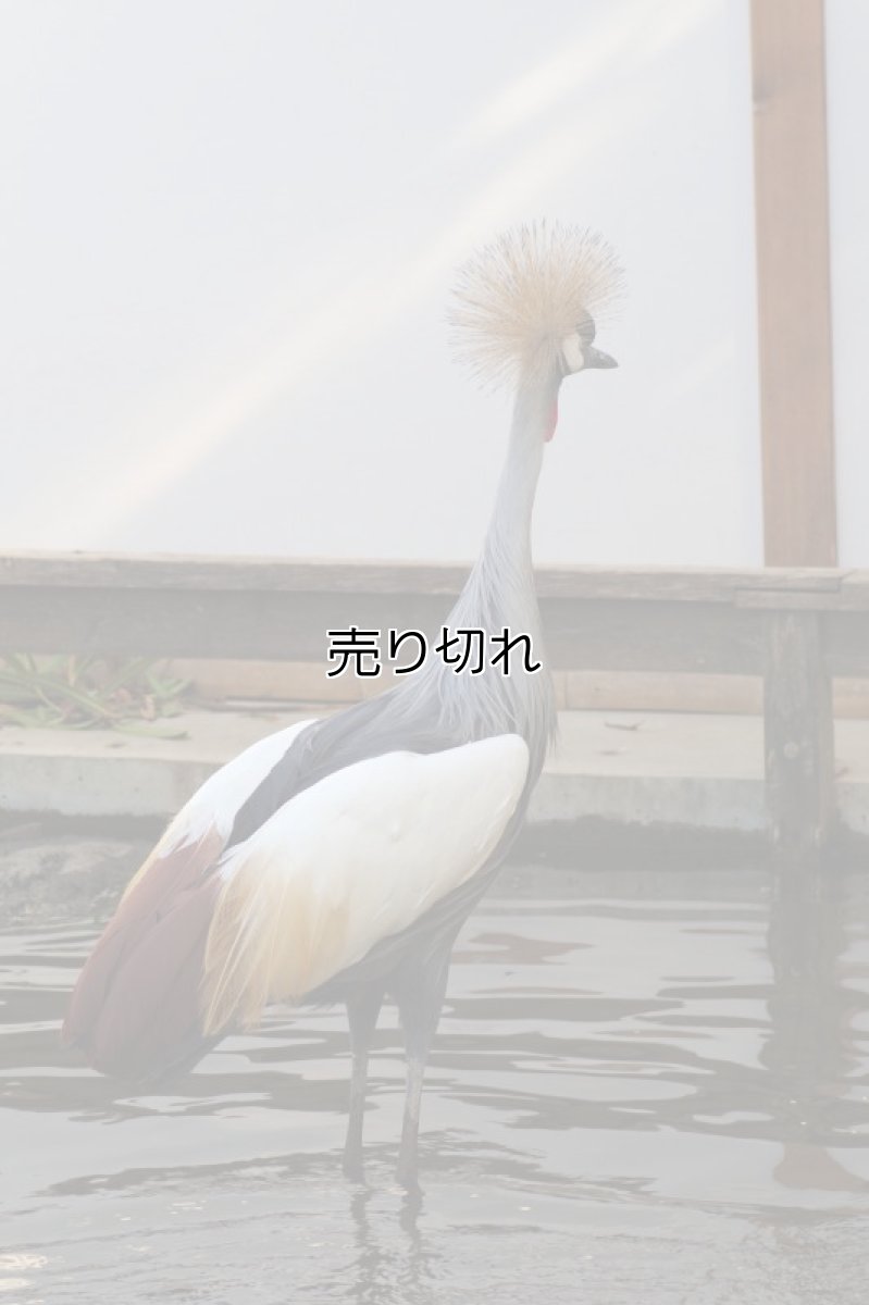 画像8: バリデーション有りで在庫0でも受付: 全バリデーション在庫0 (8)