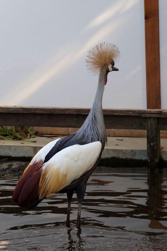 画像8: バリエーション選択肢が1つだけ - 見事な根本原理/Inspired Ultimatum《日本語》【IKO】 (8)