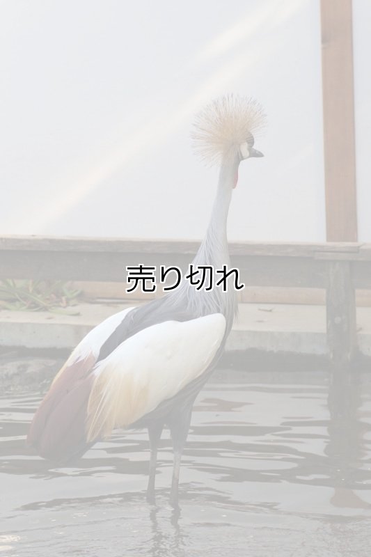 画像8: バリデーション有りで在庫0でも受付: 全バリデーション在庫0 (8)