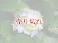 バリデーション有りで在庫0でも受付: 全バリデーション在庫0