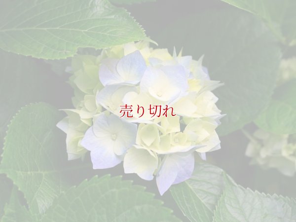 画像1: バリデーション有りで在庫0でも受付: 全バリデーション在庫0