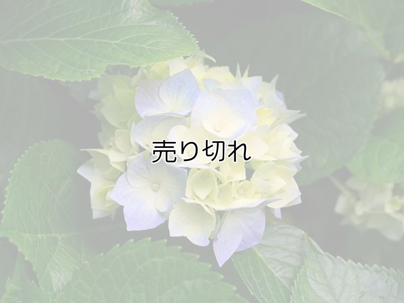 画像1: バリデーション有りで在庫0でも受付: 全バリデーション在庫0 (1)
