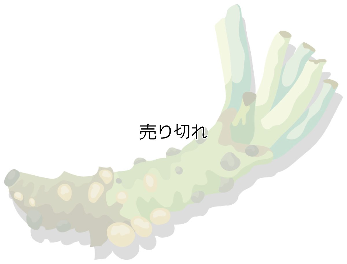 画像1: 定期購入品05 (在庫切れ) (バリエーションなし) (通常購入+定期購入) (1)