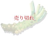 定期購入品05 (在庫切れ) (バリエーションなし) (通常購入+定期購入)