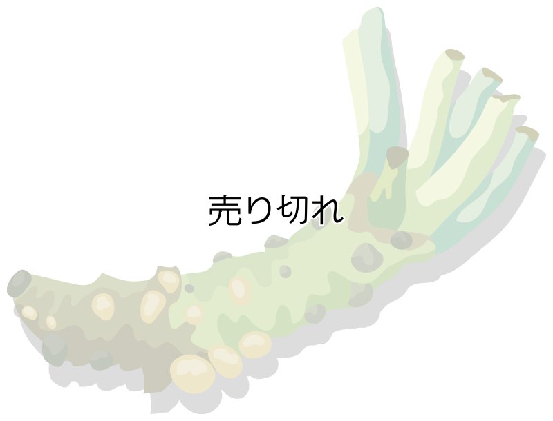 画像1: 定期購入品05 (在庫切れ) (バリエーションなし) (通常購入+定期購入) (1)