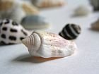 他の写真3: 貝殻(バリエーション3 : 0でもOK)