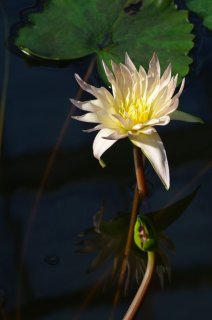 写真が1枚 (画像タイトル指定なし)