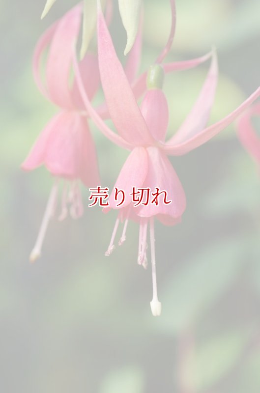 画像6: バリデーション有りで在庫0でも受付: 全バリデーション在庫0 (6)