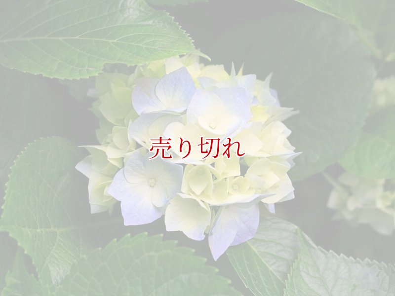 画像1: バリデーション有りで在庫0でも受付: 全バリデーション在庫0 (1)